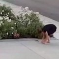 (Video) Otrovna zmija ujela ženu dok je orezivala ruže! Nadzorna kamera snimila jeziv trenutak: Otrov počeo da se širi za samo…
