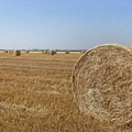 Samo jedan okrug u Vojvodini imao je jeftinije njive od Srednjeg Banata