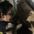 Muze koze i pravi sir: Srpska glumica nasledila seosko imanje u Barajevu - "Kopam krompir, lako je kad je motika oštra"