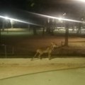 (Video) „Nismo verovali koga vidimo ispred nas“ parkom u prijepolju prošetala lisica Oglasili se stručnjaci! Evo kad su lije…