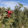 Promene klime menjaju i voćarstvo