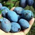 Merošinski voćari na mukama: Niske cene šljive ugrožavaju opstanak proizvodnje