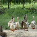 Francuska naredila primenu treće doze vakcine na patkama zbog ptičijeg gripa