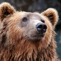 Medved napao pastira u Severnoj Makedoniji, odbranio se uz pomoć dva manja psa