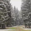 Sneg veje na goliji, pada i na Kopaoniku: Zimska idila usred aprila! Pogledajte nestvarne prizore sa srpske planine (video)