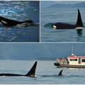 Rešena misterija orki koje „napadaju“ čamce Nema agresije prema ljudima, to su zapravo TINEJDžERI u potrazi za zabavom…