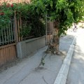Pešaci su, u ulici Cara Lazara u Leskovcu, bezbedni samo ako lete: Rizikujete izvrtanje zgloba ili da vas udari auto