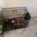 Presečen još jedan lanac nelegalne trgovine i zlostavljanja životinja: Šta je sve pronađeno kod osumnjičenog?
