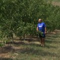 Uprkos zahtevnoj prozivodnji, uzgoj oraha isplativ, zasadi traju i više od 40 godina