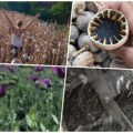 Tatjana posejala plavi mak i nije se pokajala! Ulaganja minimalna, godina mu išla na ruku, rod i cena odlični