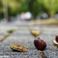 Promenljivo oblačno, uz košavu i kratkotrajnu kišu, temperatura do 27 stepeni