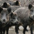 Kopački rit: Počeo odstrel divljih svinja, većina lešina pozitivna na ASK