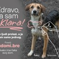 DION daje glas onima koji ga nemaju – pokrenuta nacionalna kampanja za udomljavanje napuštenih životinja