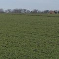 Pšenice u Sremu ove godine više, ali preti joj pepelnica