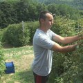 Berači voća mogu da zarade više od programera? Dnevnice visoke, ali nema ko da radi