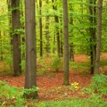 Vojvodina izdvaja 235,5 miliona dinara za šume - Pošumljavanje, putevi, oprema i sanacija šteta