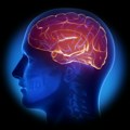 Alkohol ne oštećuje samo neurone: Nova studija pokazala da čak i kratkotrajno opijanje menja strukturu moždanog tkiva