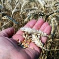 Izvestan gubitak za uzgajivače pšenice