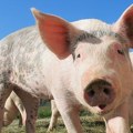 Za sedam meseci u Srbiju uvezeno 18.000 tona svinjetine i 177.000 prasadi