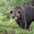 Buka je isterala medvede iz šuma i dovela u naseljena mesta