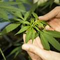 Nemačka legalizovala marihuanu
