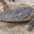 Osmoro dece umrlo od trovanja mesom kornjače na Zanzibaru, 78 osoba u bolnici