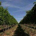 Da li će 2025. Dati najbolja vina fruškogorskih vinograda? Lokalni proizvođači oduševljeni sezonom, loza nikad nije bila…