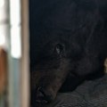 Medved se uselio ispod kuće i ostao duže od mesec dana: Stručnjaci ga deložirali na maštovit način