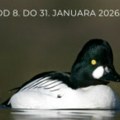 Ljubiteljima prirode poziv na terenski rad: popis ptica do kraja januara