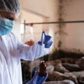 Epidemija svinjske kuge u Mačvi, otkazan veliki festival
