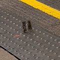 (Video) Neočekivani „boks meč“ u londonskom metrou: Dva miša se potukla nasred stanice, snimak nasmejao mreže