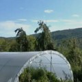 Plastenici privlače stočare u Gornjoj Jablanici