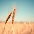 Obilne kiše, vlažna polja, prerano klijanje: Pšenica u Kini u ozbiljnom problemu, moguća poskupljenja