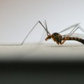 Kako 100.000 „italijanskih“ komaraca može da pomogne Zagrebu