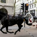 Detalji drame u Londonu: Poznato šta se dešava sa krvavim konjima koji su jurili gradom (video)
