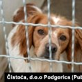 Crna Gora i odnos prema životinjama: Nasilje i nebriga koji traju