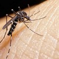 Komarci i zaraza: Denga groznica se širi Evropom, klimatske promene jedan od uzroka