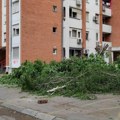 Foto-vest: Posečena stabla u Patrisa Lumumbe, ostaci ostavljeni ispred zgrada