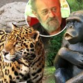 Šimpanza Sami najpoznatiji "begunac", ulicama Beograda šetao i opasan jaguar: Sva legendarna bekstva zoo vrta