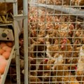 Ptičji grip i velika potražnja: Hoće li biti dovoljno jaja?