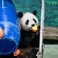 Proslava u Zoološkom vrtu u Tajpeju: Panda Juanbao dobila specijalne poslastice za šesti rođendan