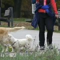 Vlasnici pasa, u Beču će pored kesica nositi i flašicu vode