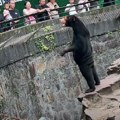 Kineski zoo vrt negira neverovatne optužbe: Medvedi nisu ljudi u kostimima (VIDEO)