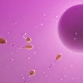 Kako su spermatozoidi napravili „rupu“ u Njutnovom zakonu