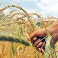 Konačno rast cene pšenice