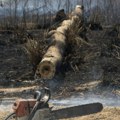 Deo Zvezdare bez struje nakon bizarnog incidenta: Muškarac presekao kablove dok je sekao drva