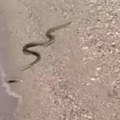 Srbi na odmoru u Grčkoj snimili ogromnu zmiju: Brčnula se u moru, pa izašla na plažu, čuju se vrisci
