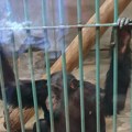 (Video): Majmunu u Beo Zoo Vrtu sinula genijalna ideja kako da se rashladi! Pogledajte šta je uradio