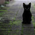 Sirote životinje u ovom gradu ne smete da usvojite crnu mačku uoči Noći veštica razlog je potpuno bizaran