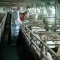 Proglašena vanredna situacija zbog afričke kuge svinja: Žarišta potvrđena kod Barselone